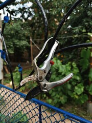 Rusty Pruning Shears Hanging on Fence