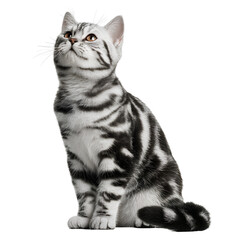 Adorable American Shorthair Cat Looking Up – Isolated on Black