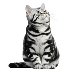 Adorable American Shorthair Cat Looking Up – Isolated on Black