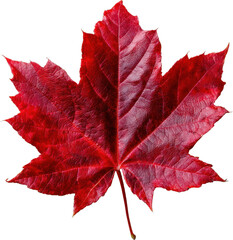 maple leaf red