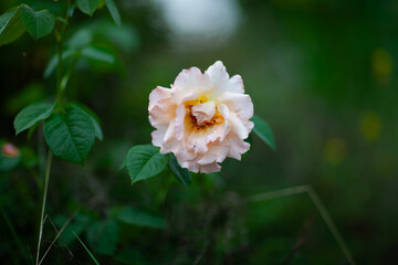 Soft pink garden rose in bloom against blurred green background