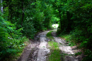 Fototapeta premium Muddy forest road winding through lush green woodland in summer