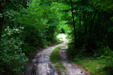 Fototapeta premium Muddy forest road winding through lush green woodland in summer