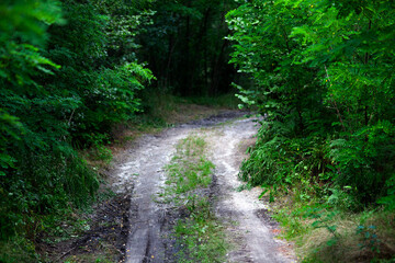 Muddy forest road winding through lush green woodland in summer