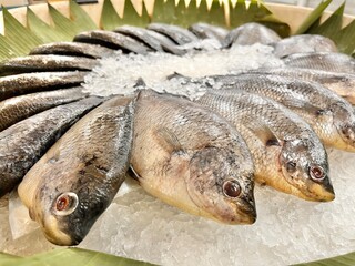 Buying some fresh gurame at fish market