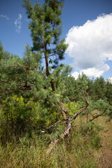 Fototapeta premium Bent pine tree leaning in sunny forest clearing with blue sky and clouds