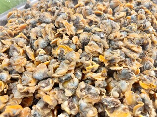 Close up of pile clams meat