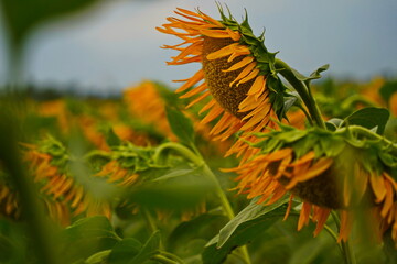 A huge field with natural ripening sunflowers. Daylight saving time.