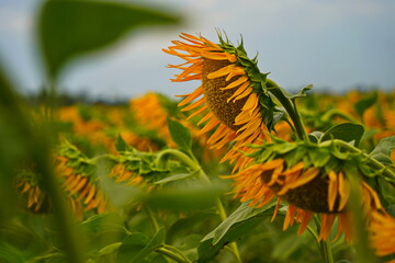 A huge field with natural ripening sunflowers. Daylight saving time.