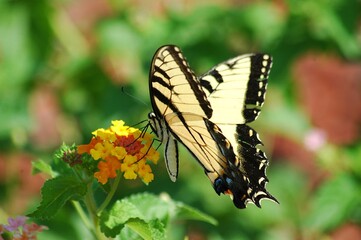 butterfly on a flower