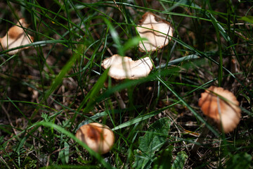 Cluster of small wild mushrooms growing through grass in forest clearing