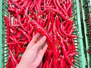 Fresh red pepper from farmer