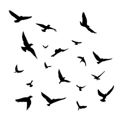 silhouettes of birds flying
