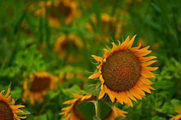 A huge field with natural ripening sunflowers. Daylight saving time.