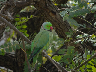 Green Parrot in the Trees