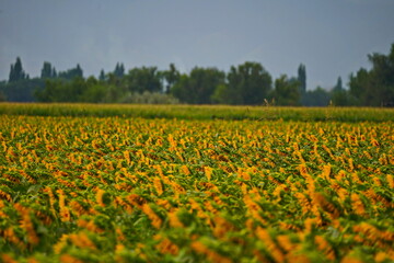 A huge field with natural ripening sunflowers. Daylight saving time.