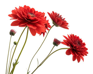 A image red flowers on white background