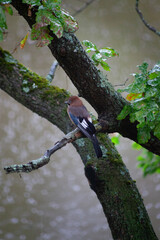 Eurasian jay perched on mossy oak branch during light rain