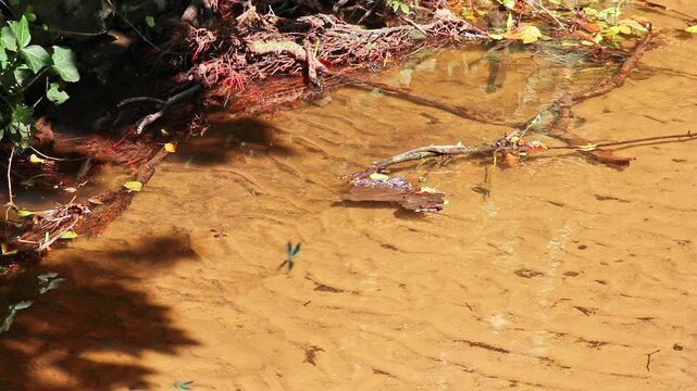 Green dragonfly couple flying at a clear river shore showing mating behavior of damselfly while flying at the river coast to mate and prepare the next damselfly generation and egg deposit of dragonfly