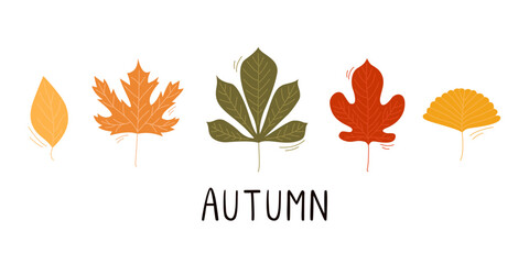 Autumn leaves. Collection of ginkgo, maple, chestnut, birch leaves. Vector illustration