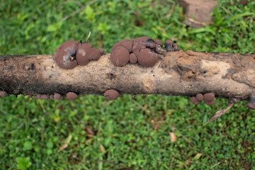 Clusters of brown fungi growing on a decaying tree branch, showcasing the natural process of wood...