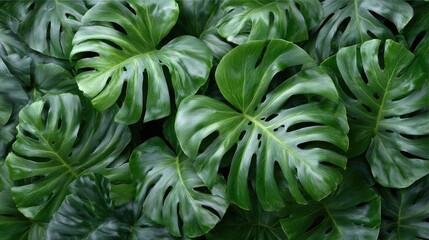 Monstera Leaves: A vibrant, close-up shot of lush monstera leaves creates a fresh and appealing pattern. The shot showcases the unique natural beauty of the leaves.