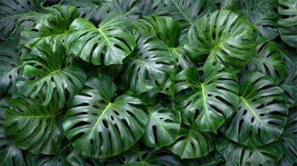 Tropical Monstera Deliciosa Paradise: A dense cluster of vibrant Monstera deliciosa leaves showcases nature's intricate designs, radiating a sense of natural beauty and lush growth. 