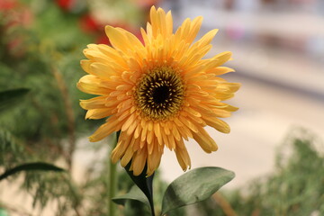 Yellow flowers in the garden