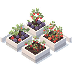 Isometric Garden with Fruit Plants in Planters