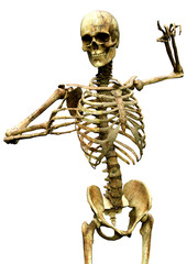 3D Rendering Human Skeleton on White