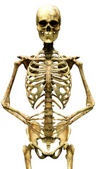 3D Rendering Human Skeleton on White