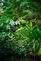 tropical forest in the jungle