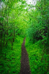 Obraz premium path in the forest .