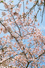 cherry blossom in the spring