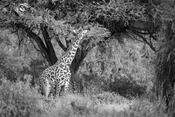 Mono Masai giraffe stands carrying red-billed oxpecker