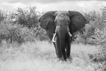 Naklejka premium Mono African bush elephant stands in bushes