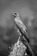 Mono Eastern chanting goshawk on tree stump