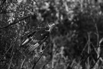 Mono augur buzzard with catchlight in sunshine