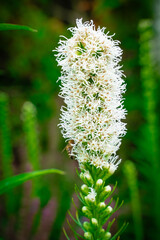 close up of a flower