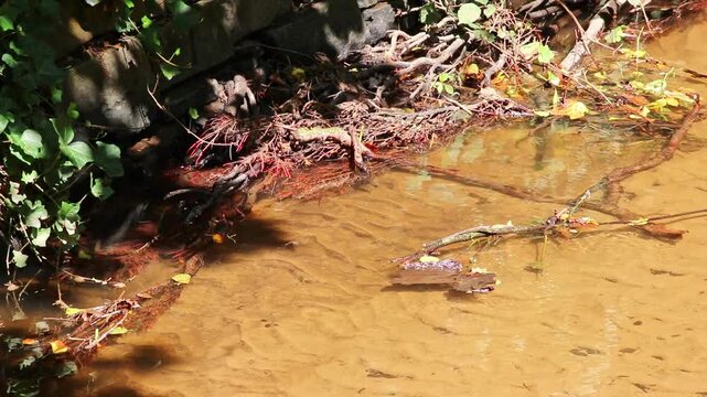 Green dragonfly couple flying at a clear river shore showing mating behavior of damselfly while flying at the river coast to mate and prepare the next damselfly generation and egg deposit of dragonfly