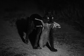 Mono black leopard walks past holding dik-dik