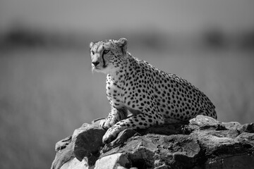 Mono cheetah lies scanning plains on marker