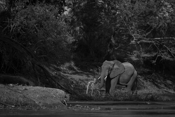 Mono African elephant eats sapling on riverbank