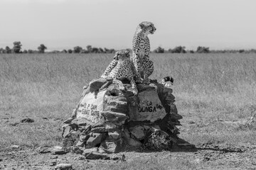 Mono cheetahs look for prey from signpost