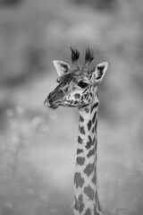 Mono close-up of Masai giraffe in foliage