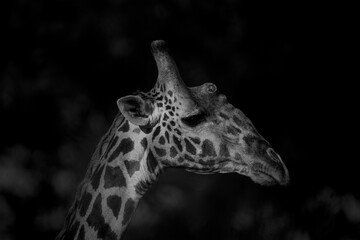 Mono close-up of Masai giraffe in shadows