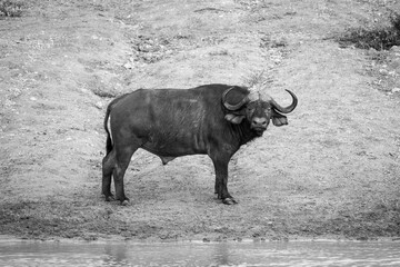 Mono Cape buffalo by waterhole watches camera