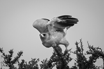 Mono eastern chanting goshawk flies from bush