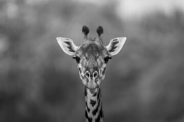 Mono close-up of Masai giraffe facing camera