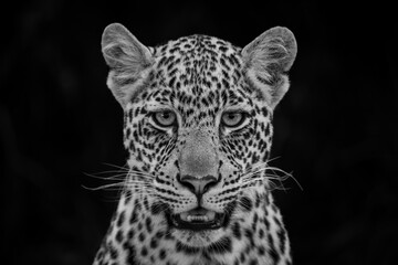 Mono close-up of leopard cub facing camera